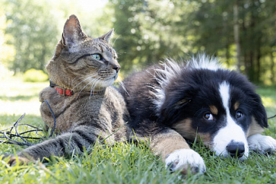 Соцопрос: владельцы кошек и собак из Самары предпочитают разное времяпрепровождение