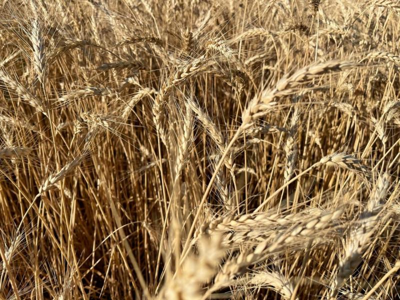 С полей Самарской области убрано 214 тысяч гектаров зерновых и зернобобовых культур