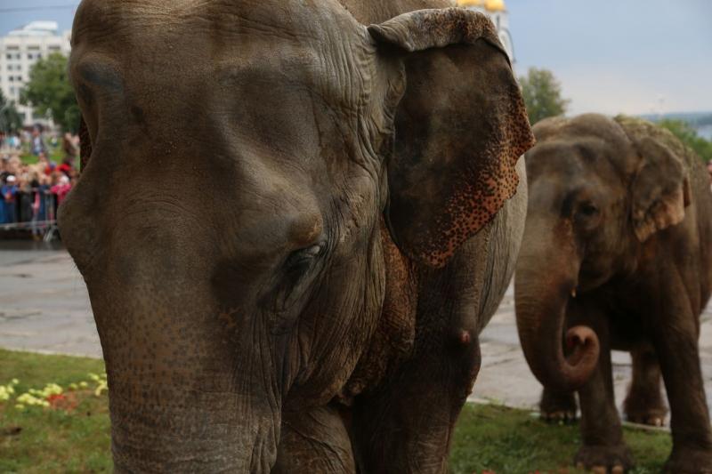 Сотни самарцев увидели кормление слонов у цирка