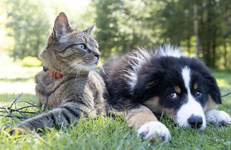 Соцопрос: владельцы кошек и собак из Самары предпочитают разное времяпрепровождение
