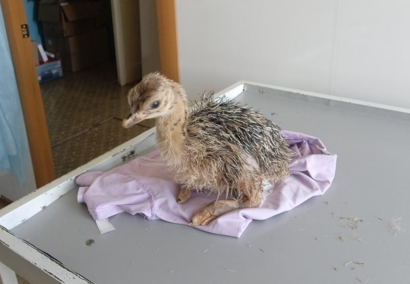 В Поволжье спасли страусенка с врожденной патологией