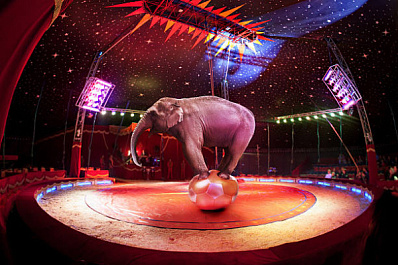 Аналитики выяснили, как самарцы относятся к работе животных в цирке 