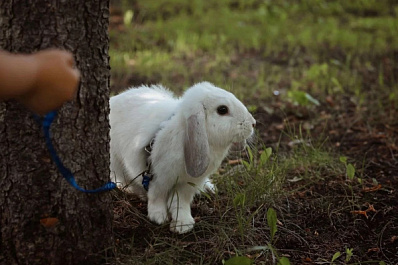 "Кролик на час": в Самаре в преддверии Нового года набирает обороты новая услуга