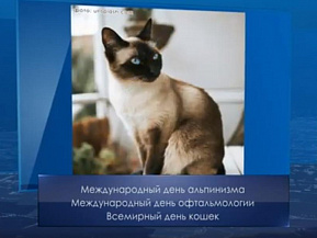 Всемирный день кошек. Календарь губернии от 8 августа