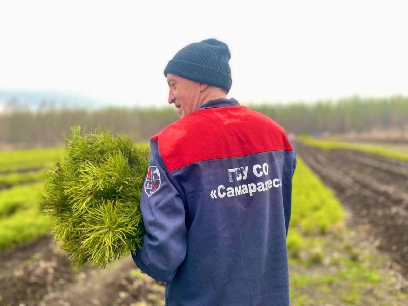 В питомниках Самарской области подготовили более 5 миллионов сеянцев лесных растений