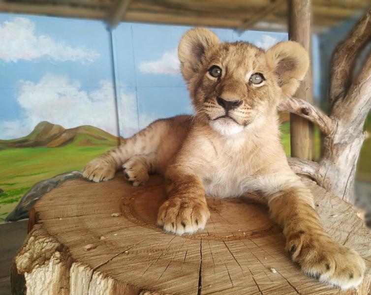 День льва и кормление рептилий: Самарский зоопарк проводит тематические мероприятия