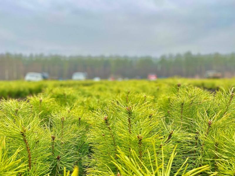 В питомниках Самарской области подготовили более 5 миллионов сеянцев лесных растений