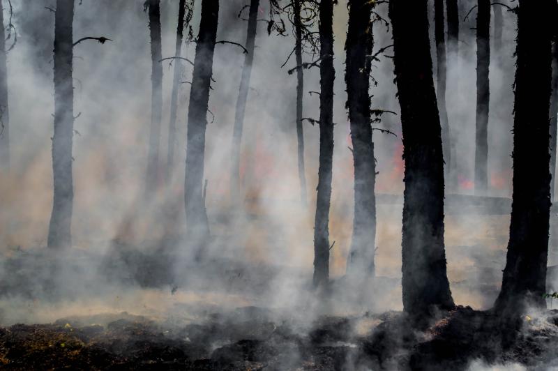 В Самарской области до 21 августа продлили режим чрезвычайной пожароопасности лесов
