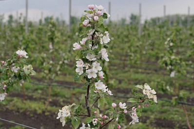 В Самарской области появятся новые яблоневые аллеи в честь участников СВО