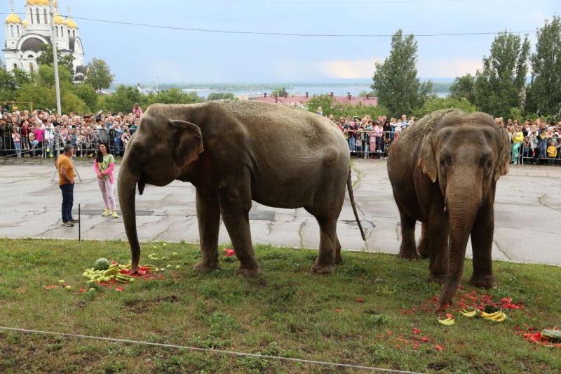 Сотни самарцев увидели кормление слонов у цирка