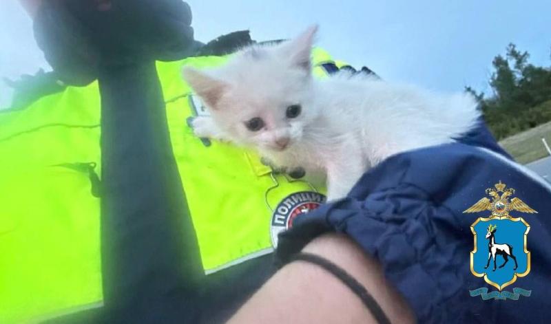 В Самарской области на трассе спасли брошенных котят